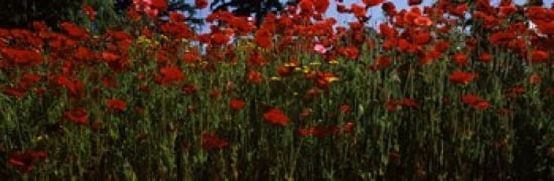 Flanders field poppies (Papaver rhoeas) in a field Anacortes Fidalgo Island Skagit County Washington State USA Canvas Art - Panoramic Images (36 x 12)