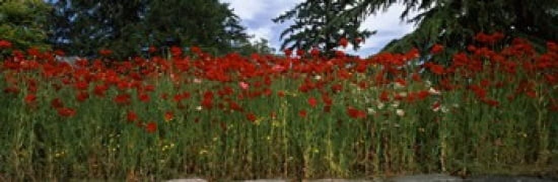 Flanders field poppies (Papaver rhoeas) in a field Anacortes Fidalgo Island Skagit County Washington State USA Canvas Art - Panoramic Images (36 x 12)