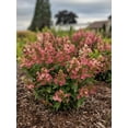 thumbnail image 1 of Flare™ Hydrangea, 1 of 3