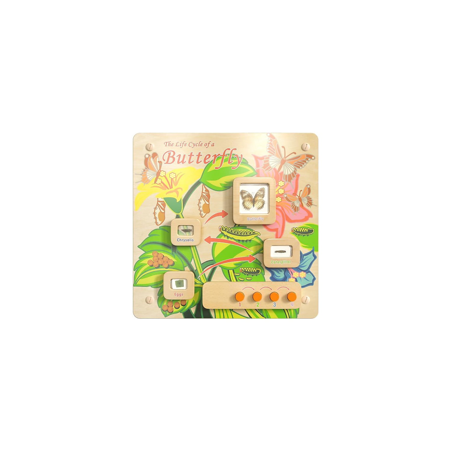 Flash Furniture Bright Beginnings Butterfly Life Cycle Wall Activity Board (MK-ME12883-GG)