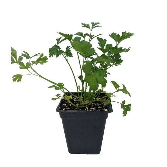 Flat Leaf Italian Parsley - Favored by Chefs! - 3" Pot - Live Plant
