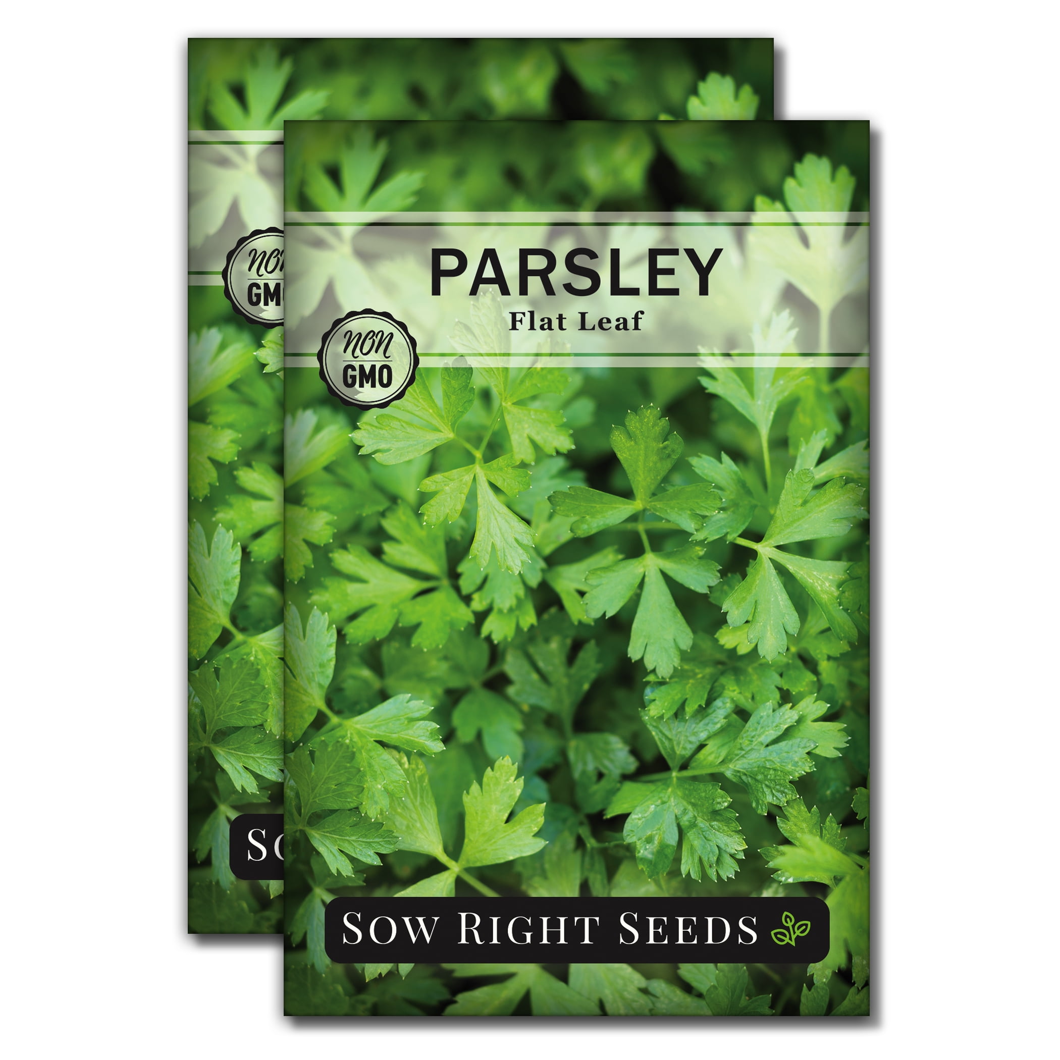 Flat Leaf Parsley Seeds for Planting Non GMO Heirloom Varieties for