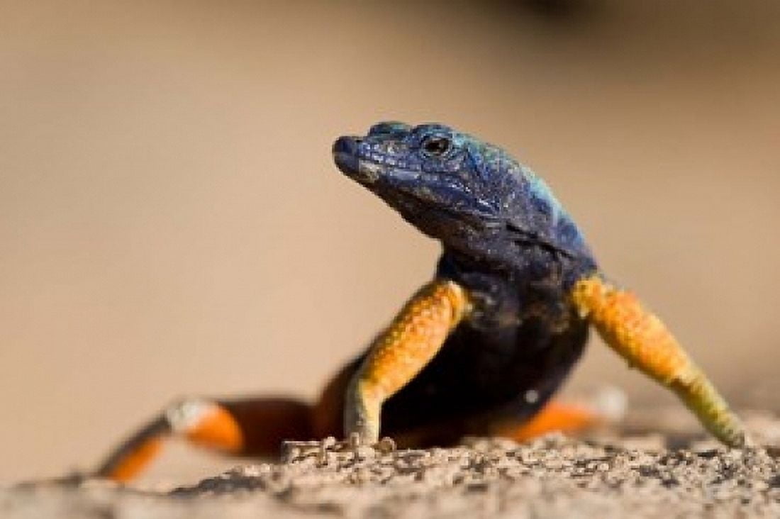 Flat lizard Canvas Art - Paul Souders DanitaDelimont (24 x 15)