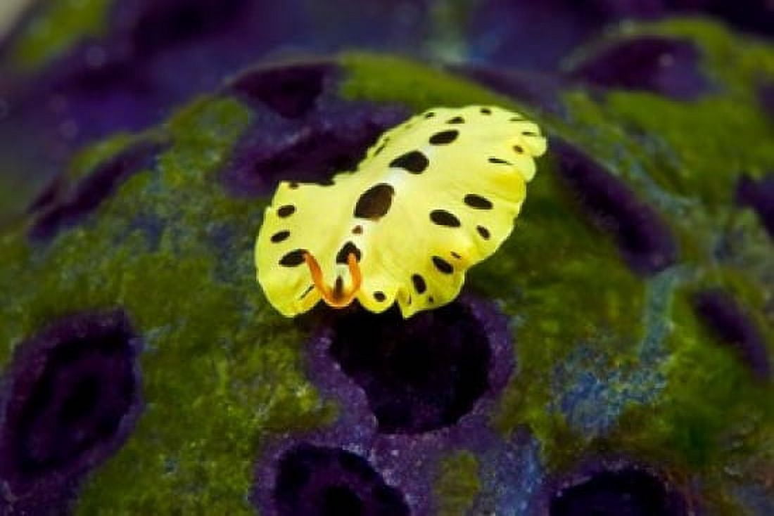 Flatworm marine life Canvas Art - Jaynes Gallery DanitaDelimont (26 x 18)