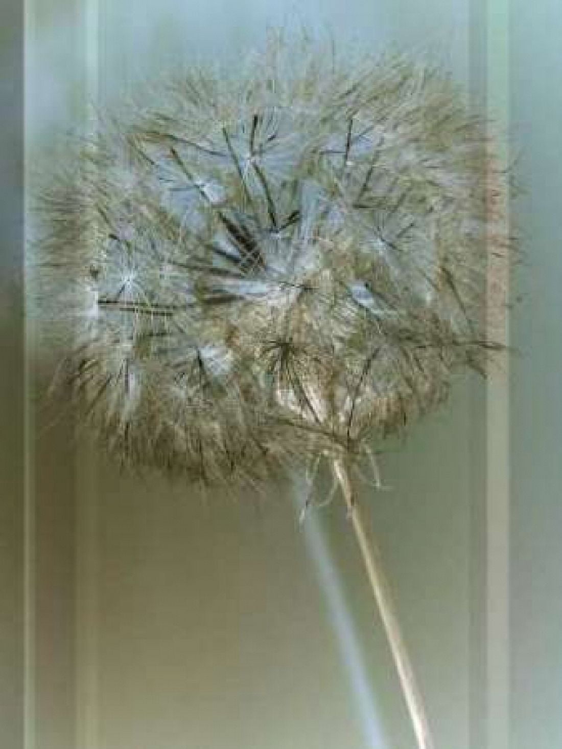 Flaura I Canvas Art - W Blake (18 x 24)