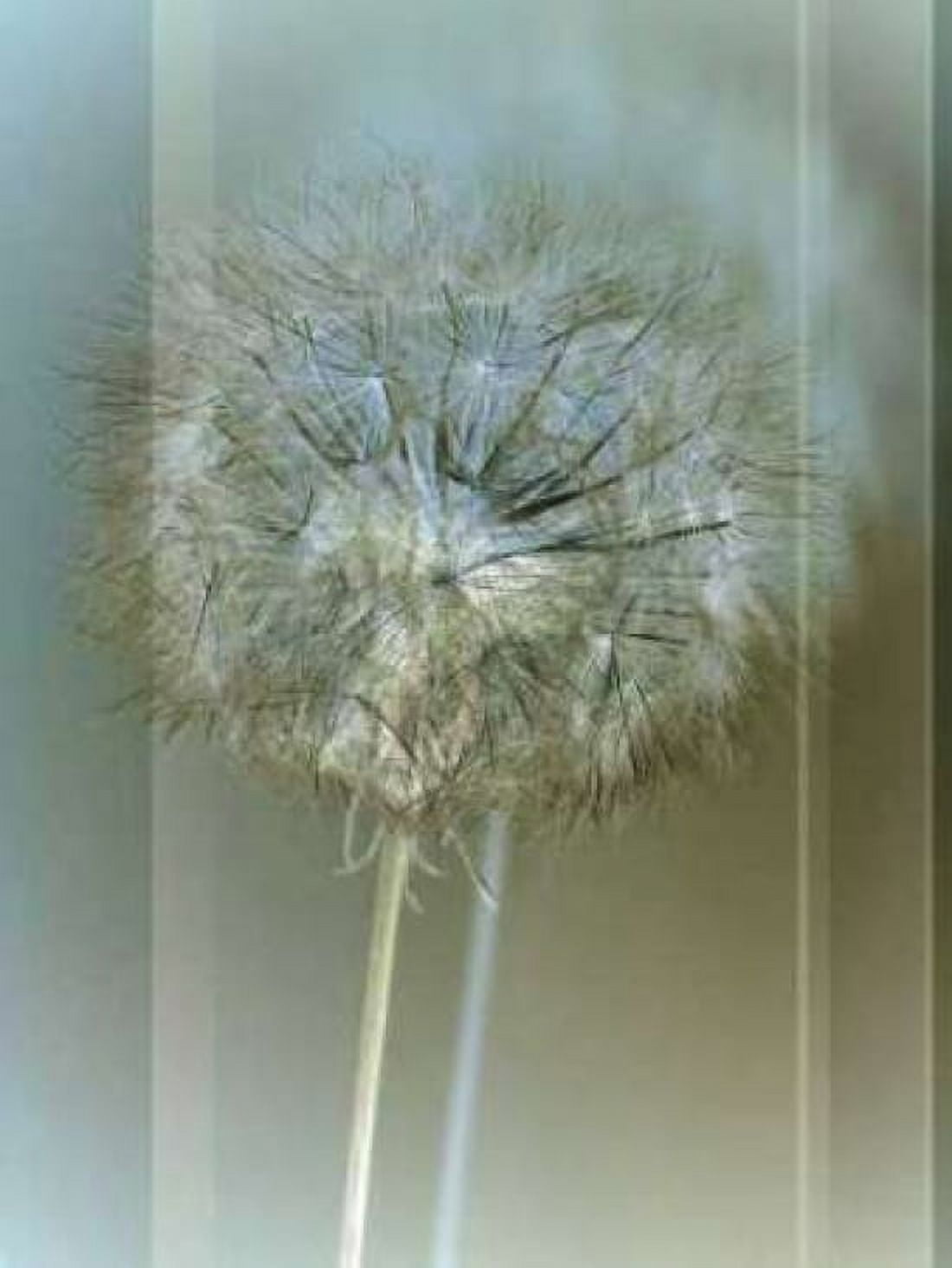 Flaura II Canvas Art - W Blake (18 x 24)