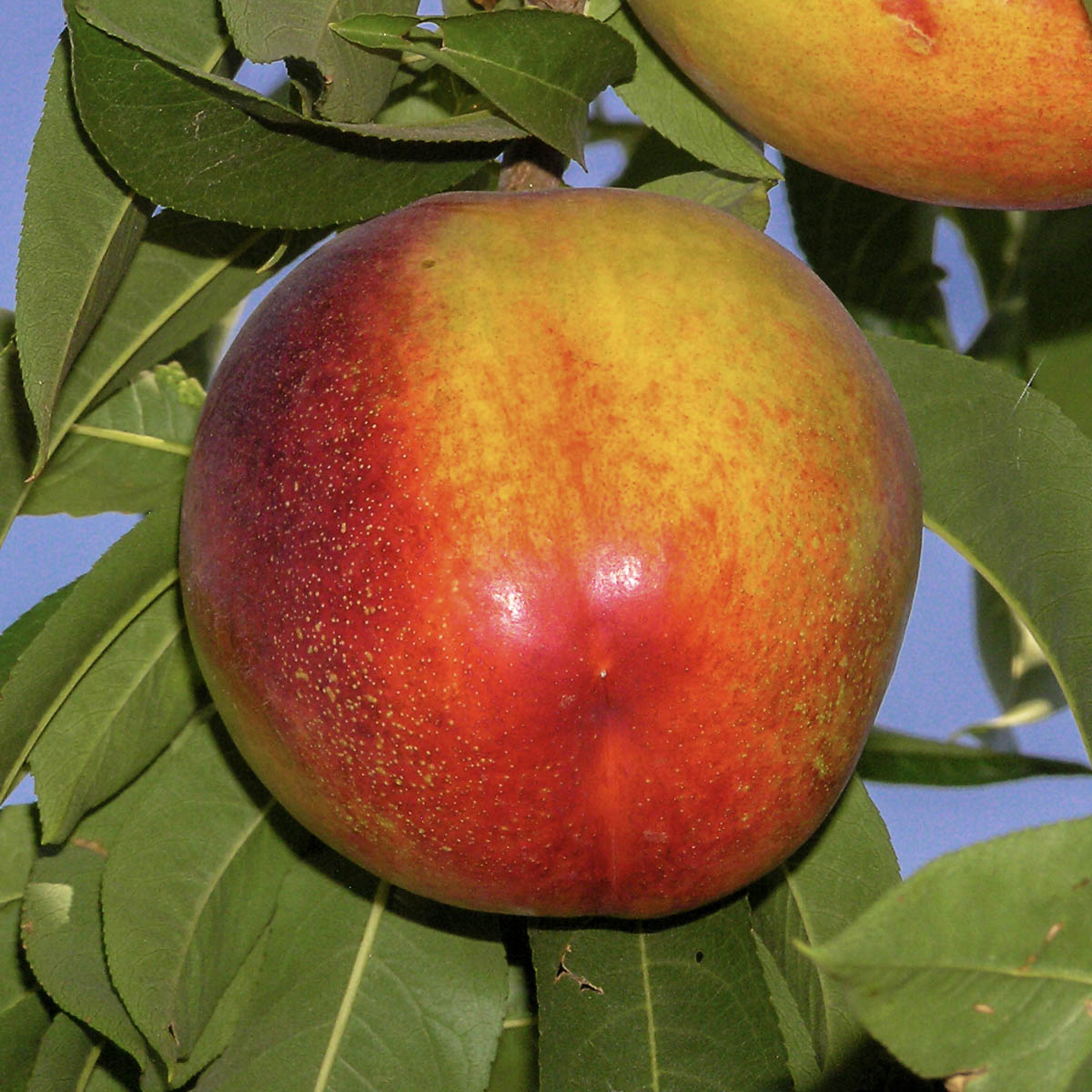 Flavortop Nectarine Dormant Bare Root Starter Fruit Tree (1Pack