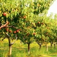 thumbnail image 1 of Flavortop Nectarine Tree, 1 of 5