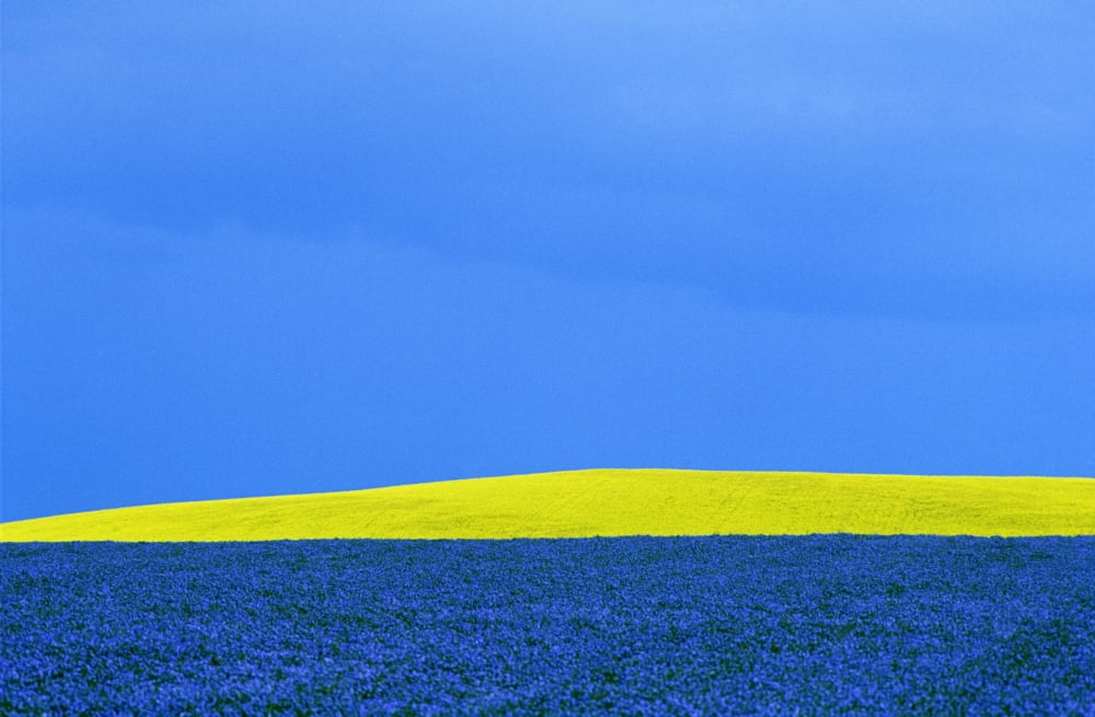 Flax And Canola Field Under A Stormy Sky Portage La Prairie Manitoba Canvas Art - Mike Grandmaison Design Pics (17 x 11)