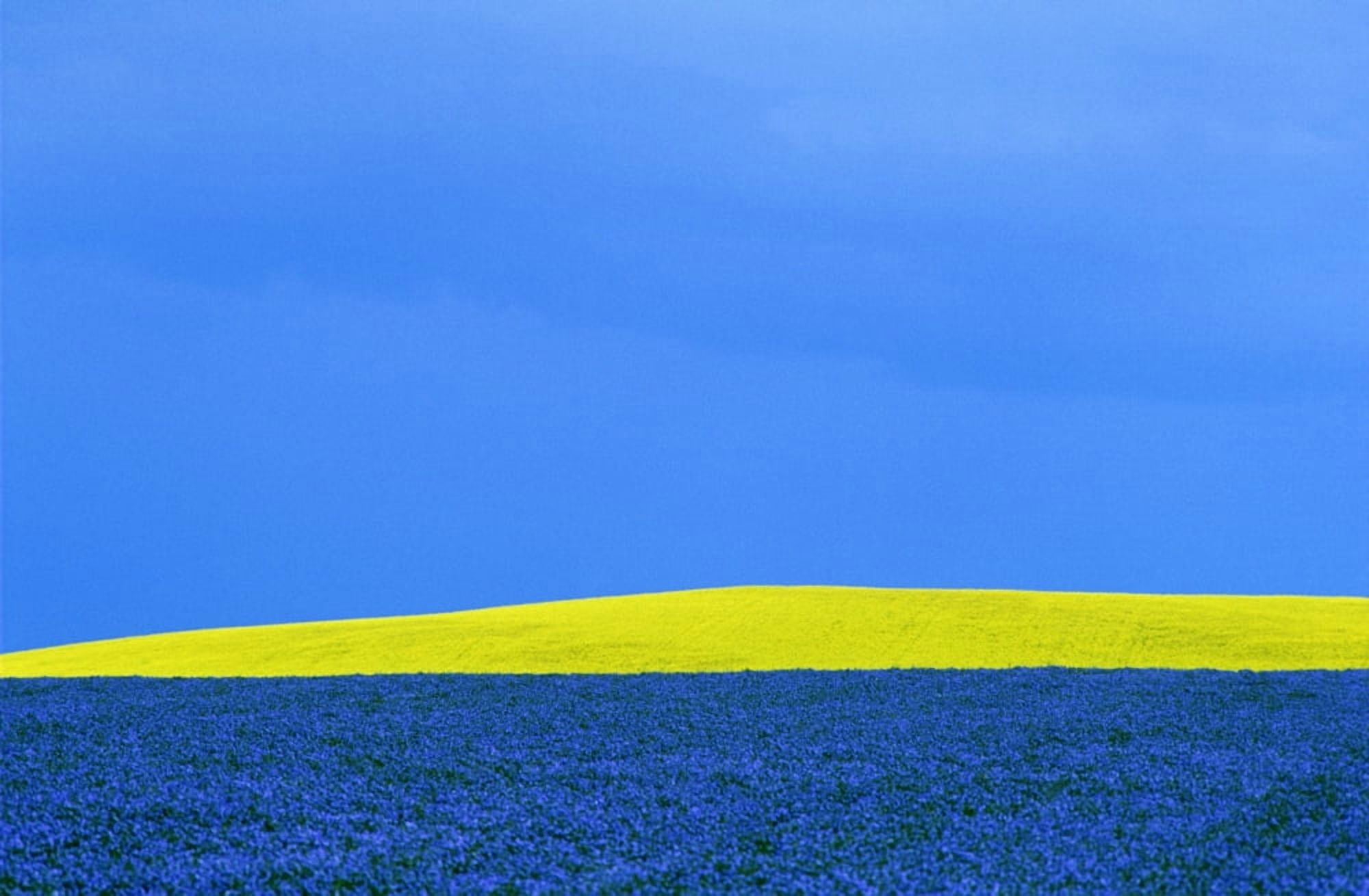 Flax And Canola Field Under A Stormy Sky Portage La Prairie Manitoba Canvas Art - Mike Grandmaison Design Pics (34 x 22)