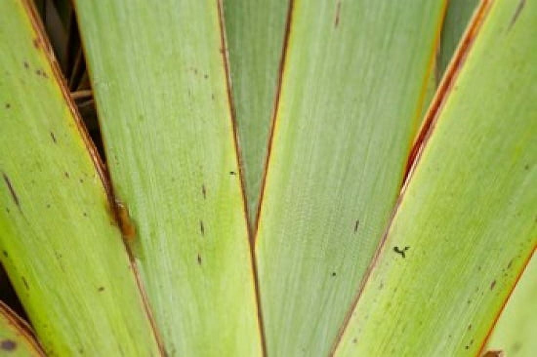 Flax Detail West Coast South Island New Zealand Canvas Art - David Wall DanitaDelimont (34 x 23)