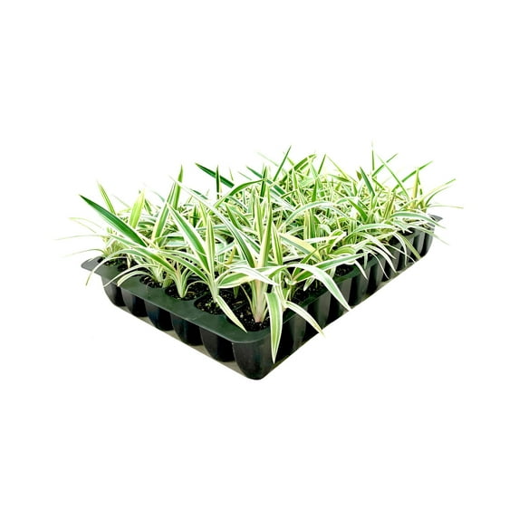 Flax Lily Variegated Dianella Tasmanica Variegata 10 Live Plants Evergreen Shade Loving Grass