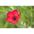 thumbnail image 1 of Flax Scarlet Nice Garden Flower by Seed Kingdom Bulk 1 Lb Seeds, 1 of 1