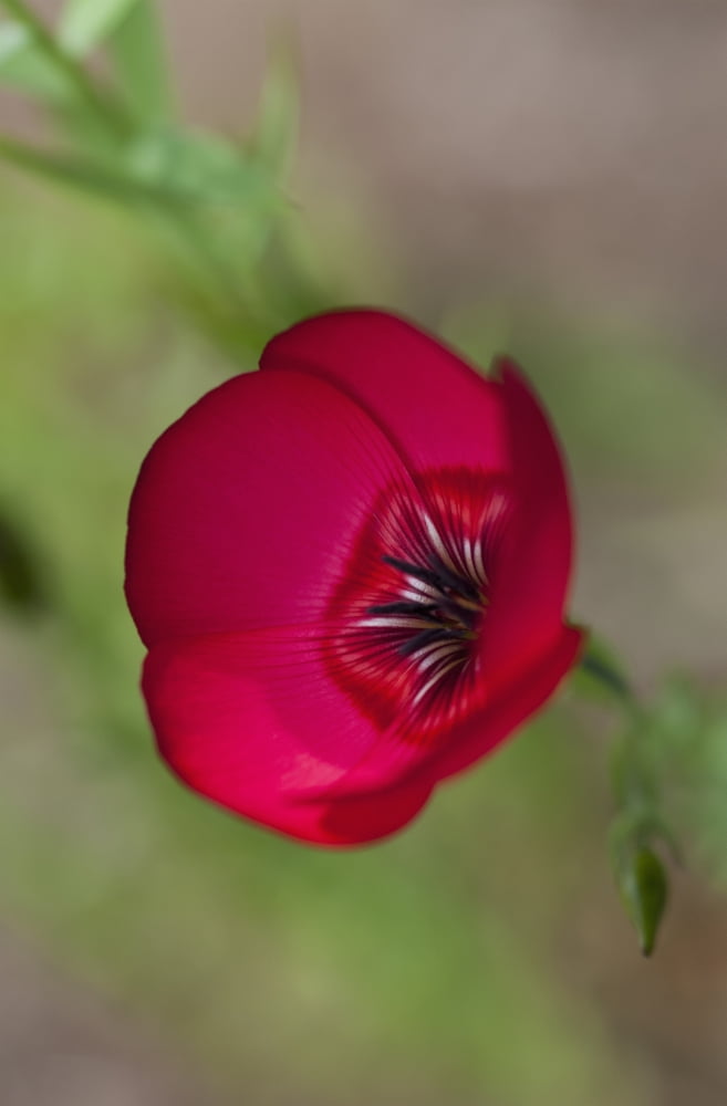 Flax blooms in the garden Astoria Oregon United States of America Canvas Art - Robert L Potts Design Pics (24 x 38)