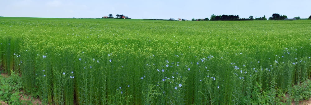 Flax crop in a field Saint-Aubin Seine-Maritime Haute-Normandy France Canvas Art - Panoramic Images (36 x 12)