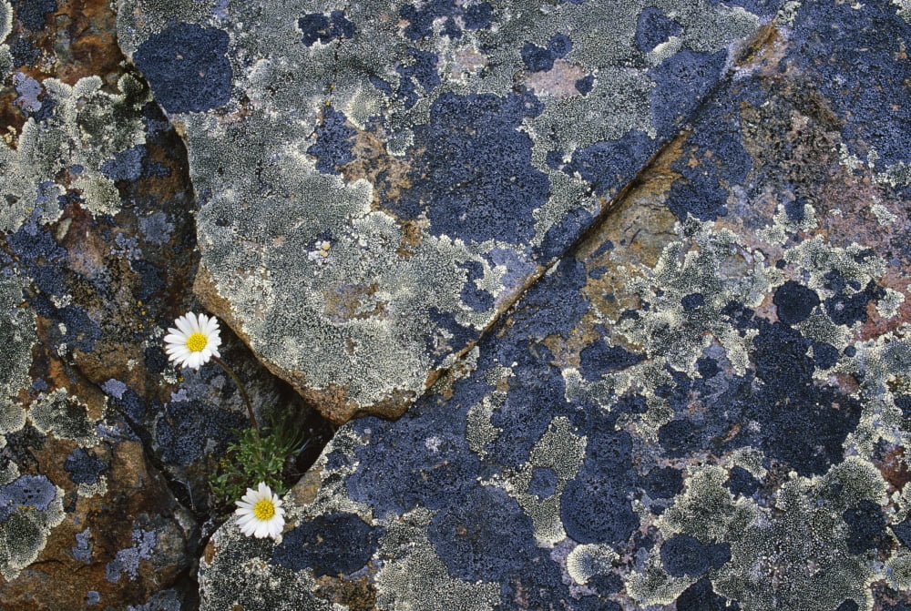 Fleabane And Crustose Lichen On Rocks Canvas Art - Darwin Wiggett Design Pics (34 x 22)