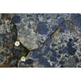 thumbnail image 1 of Fleabane And Crustose Lichen On Rocks. Poster Print (34 x 22), 1 of 3
