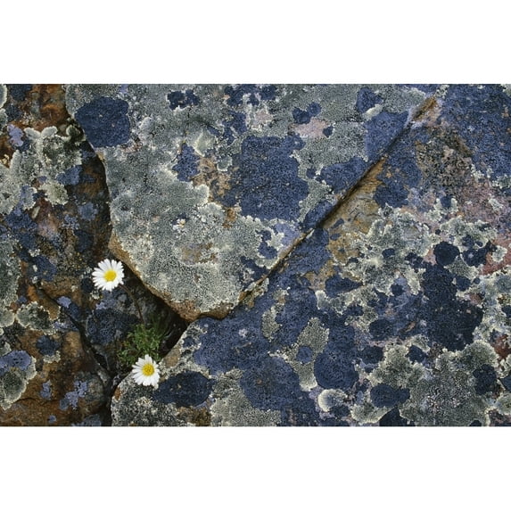 Fleabane And Crustose Lichen On Rocks. Poster Print (34 x 22)