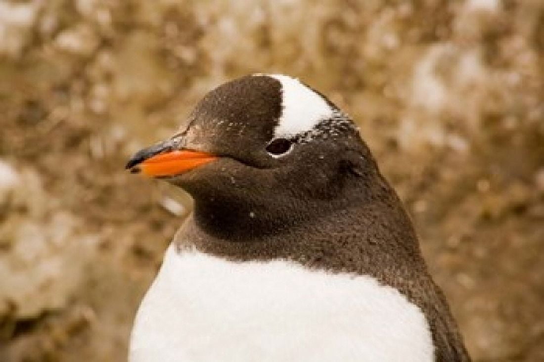Fledgling Gentoo Penguin Antarctica Canvas Art - Dave Bartruff DanitaDelimont (24 x 15)