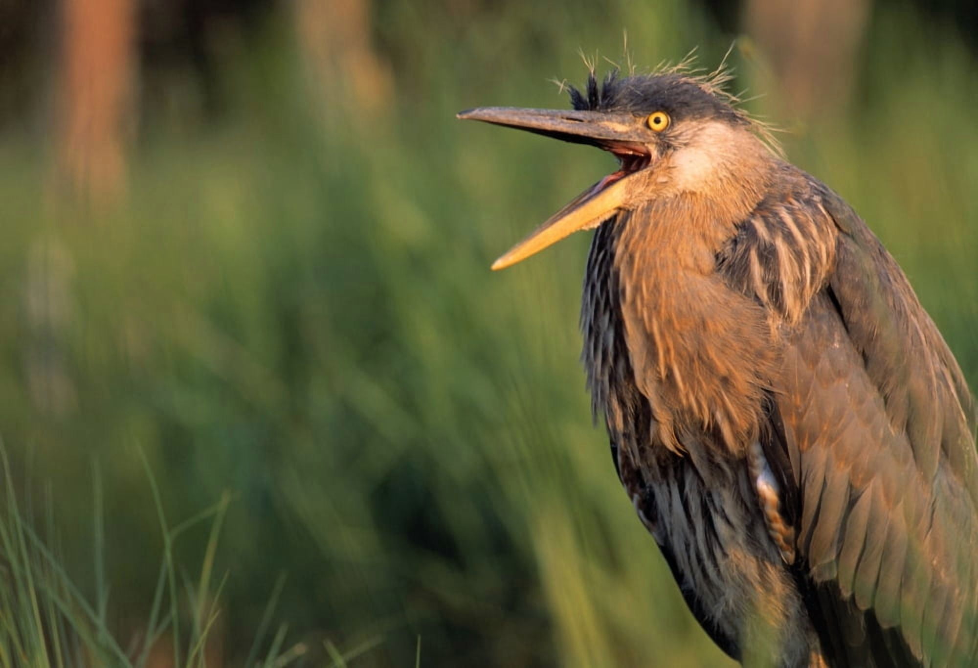 Fledgling Great Blue Heron Canvas Art - Natural Selection Bill Byrne Design Pics (18 x 12)