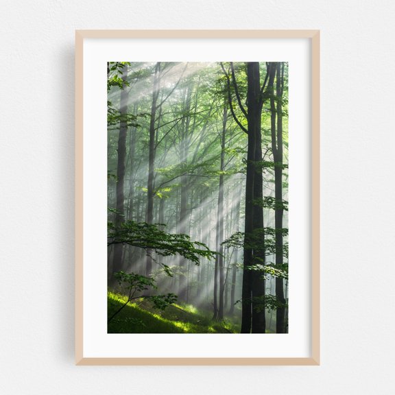 Fleeting Sunbeams - Bulgaria Photography Forest Nature Woodland Scenic Wilderness Mystical Landscape Oak Framed Wall Art Print 5 x 7 inches