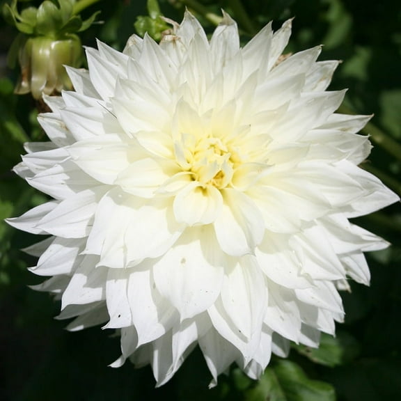 Fleurel Dinnerplate Dahlia Flower Bulbs - Deer Resistant - Good as Cut Flowers - Good For Indoor Forcing - Grows Well In Containers - Easy to Grow Live Plants - Outdoor Garden