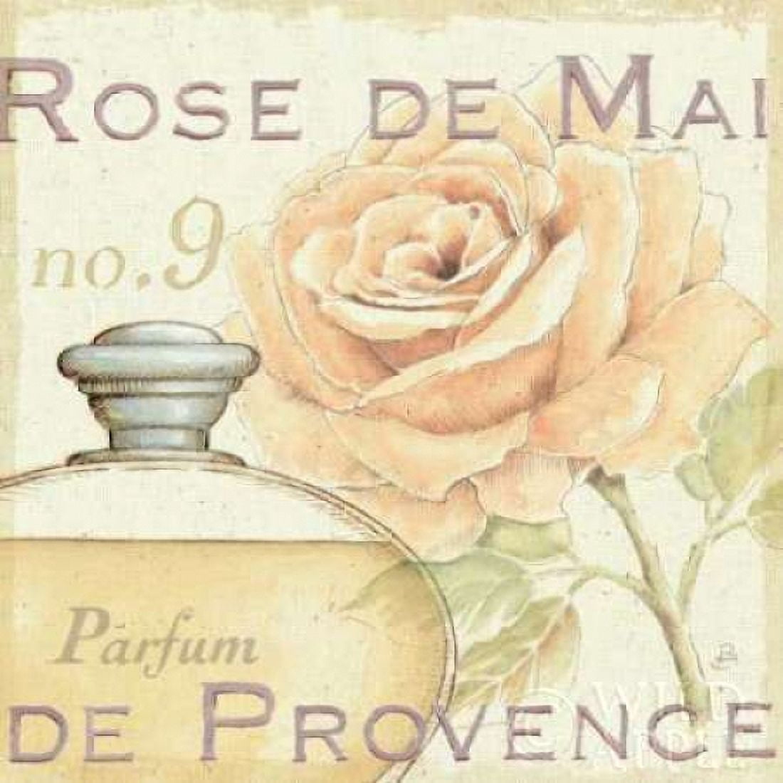 Fleurs and Parfum I Canvas Art - Daphne Brissonnet (24 x 24)