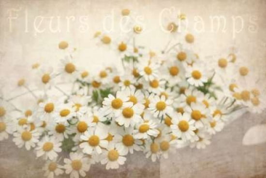 Fleurs des Champs Canvas Art - Cora Niele (12 x 18)