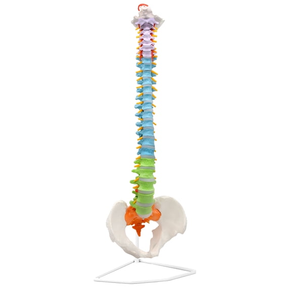 Flexible Human Spine & Pelvis Anatomical Model - Color-Coded Cervical, Thoracic & Lumbar Vertebrae - Life Sized, 31.5" Tall - Medical Quality