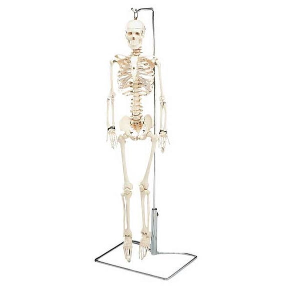 Flexible Mr. Thrifty Skeleton With Spinal Nerves