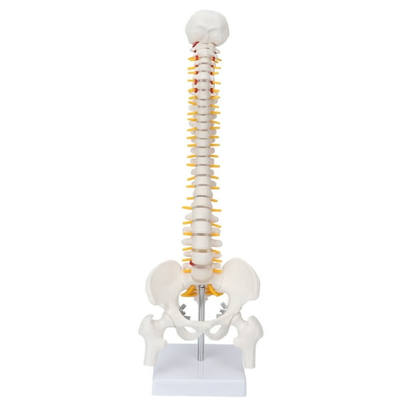 Flexible Vertebral Column Model 17.7 inches / 45 cm Spine Anatomical Model with Spinal Nerves Pelvis and Femur Heads for Science Classroom Teaching Biology Study and Patient Demonstration