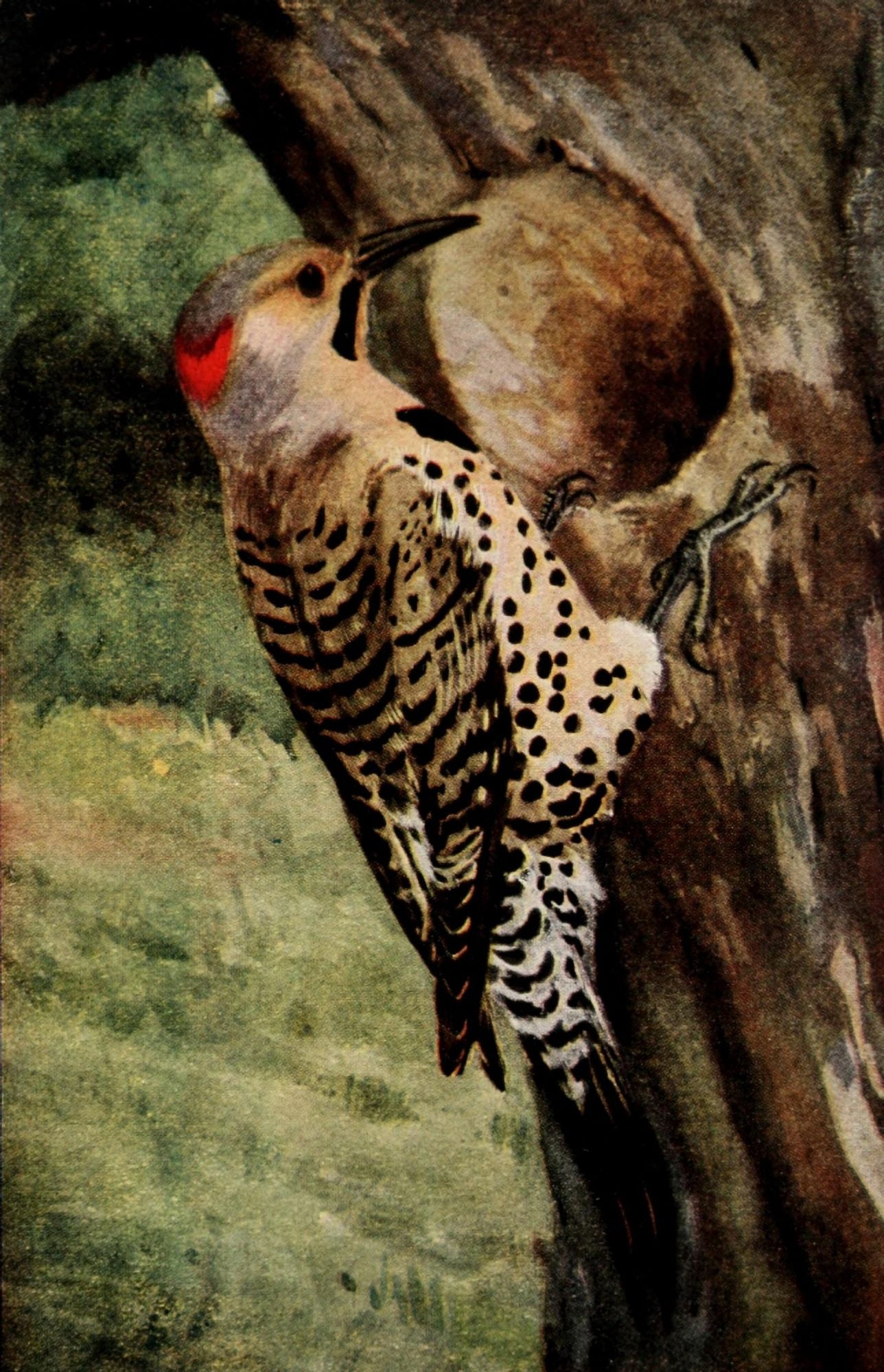 Flicker Canvas Art - RB Horsfall (24 x 36)