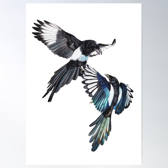 Flight Fight - Magpies in midair Poster, 24x36 UNFRAMED
