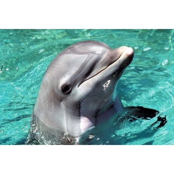 Flipper Dolphin In Water Color 24x36 Poster