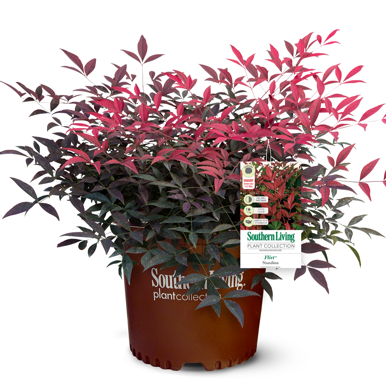 Southern Living Flirt Nandina Live Shrub in 2.5-Quart Grower Pot