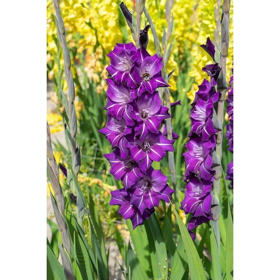 Flirty Large Flowering Gladiolus 10 Bulbs - 12/14 cm Bulbs