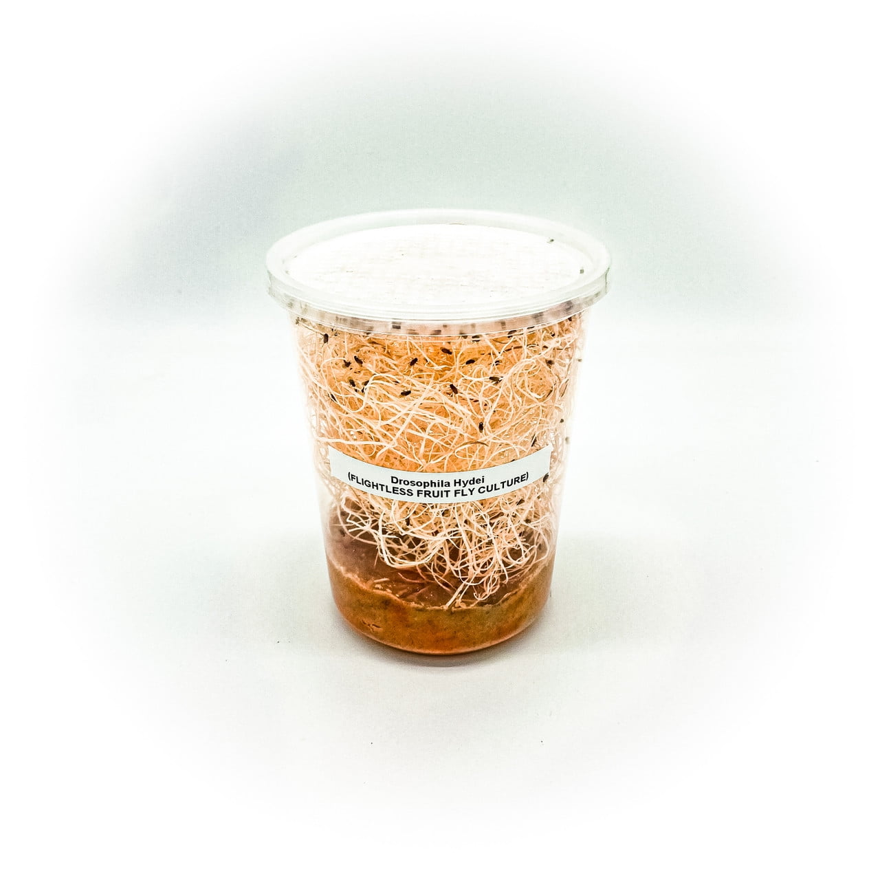 Fllightless Drosophila hydei