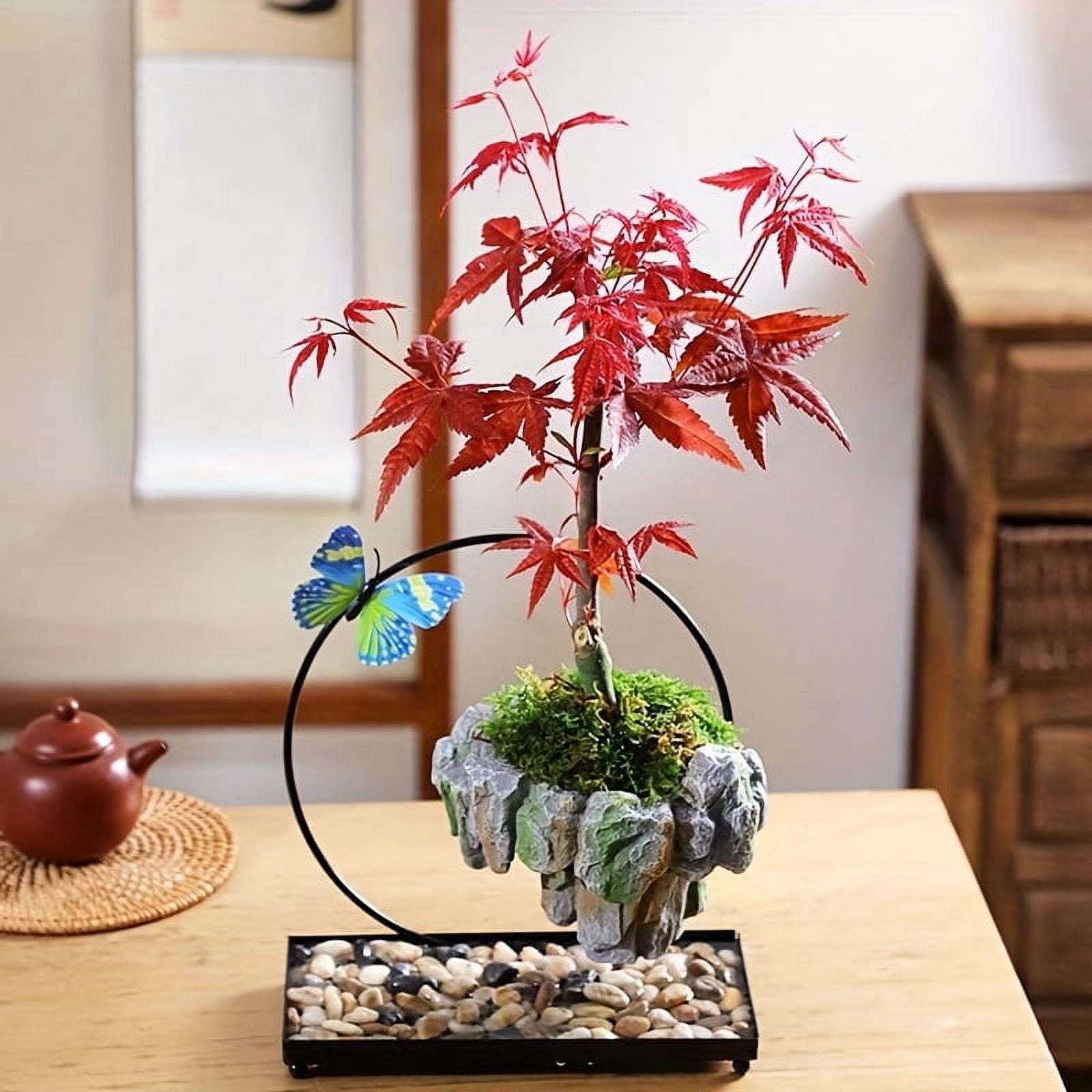 cydonia oblonga bonsai Cydonia oblonga Quitte – Bonsai winkel