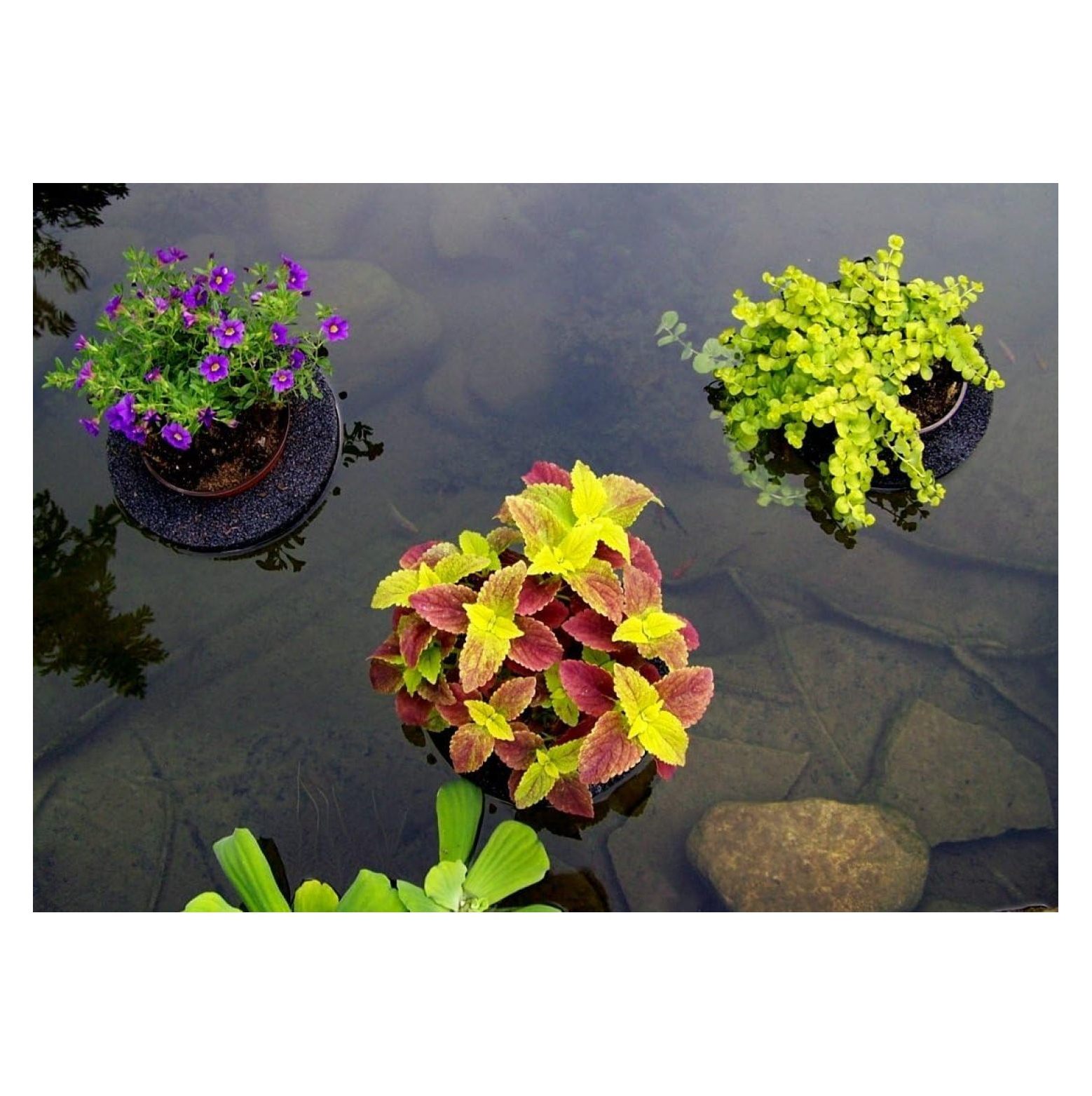 Floating Island Pond Planters 9" Diameter Value 3 Pack For