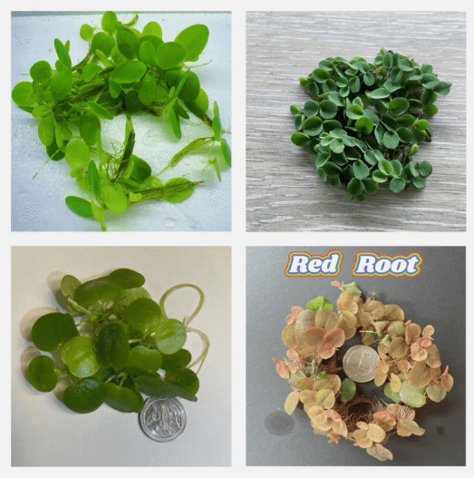 Floating Wonders Plant Pack – Live Freshwater Floating Aquarium Plants