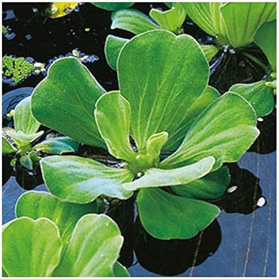 Floating Plants for Water Gardens and Ponds (Water Lettuce) (Water ...