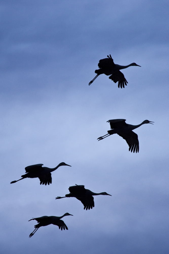 Flock Of Flying Sandhill Cranes Against The Sky Preparing To Land Bosque Del Apache Wildlife Refuge New Mexico Winter Canvas Art - John Delapp Design Pics (11 x 17)