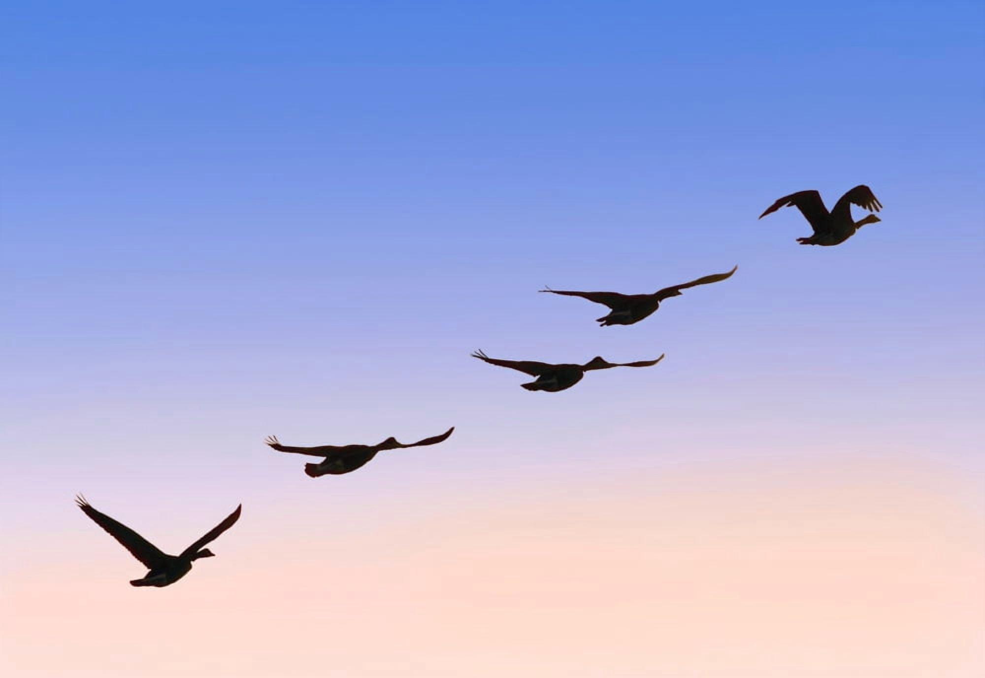 Flock Of Geese Canvas Art - Raven Regan Design Pics (16 x 11)