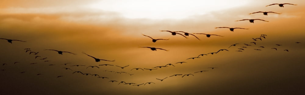Flock Of Geese Flying Into Sunset Saskatoon Saskatchewan Canvas Art - Chad Coombs Design Pics (25 x 7)