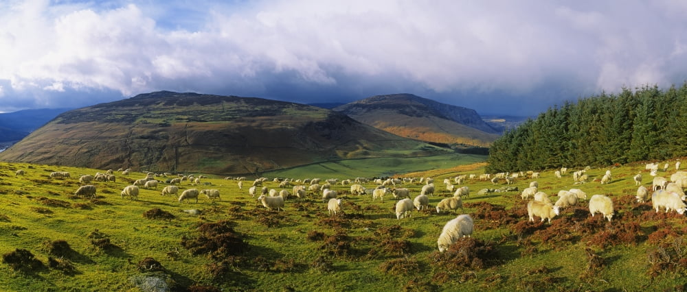 Flock Of Sheep Grazing In A Field County Wicklow Republic Of Ireland Canvas Art - The Irish Image Collection Design Pics (44 x 19)
