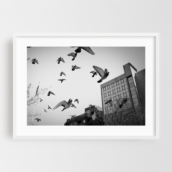 Flock of Pigeons in Flight, Flushing, Queens - Queens New York Photography Black and White City Architecture Street Photography Minimalist Nature White Framed Wall Art Print 5 x 7 inches