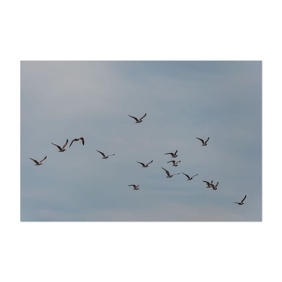 A Flock of Seagulls, Cape May New Jersey - Cape May New Jersey Photography Bird Wildlife Nature Seascape Minimalist Unframed Wall Art Print 16 x 24 inches