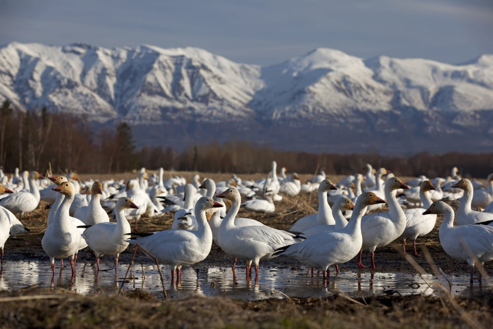 Flock Of Snow Geese Drinking From A Pond In The Matanuska Valley During Their Spring Migration To Their Nesting Grounds Matanuska Valley Alaska Canvas Art - Doug Lindstrand Design Pics (34 x 22)