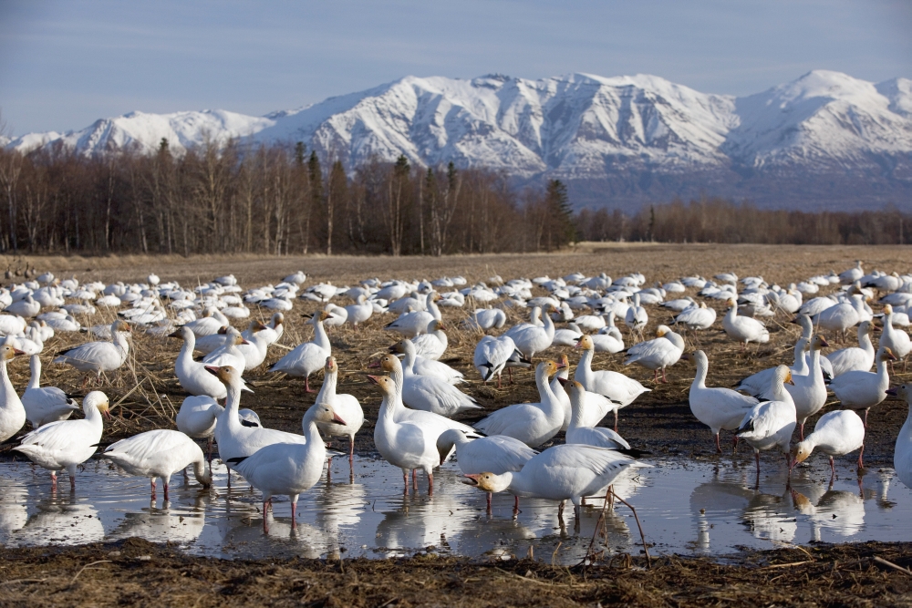 Flock Of Snow Geese Drinking From A Pond In The Matanuska Valley During Their Spring Migration To Their Nesting Grounds Matanuska Valley Alaska Canvas Art - Doug Lindstrand Design Pics (38 x 24)
