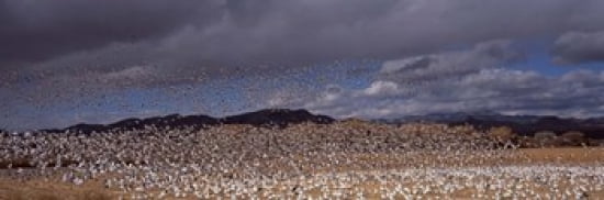 Flock of Snow geese (Chen caerulescens) flying Bosque Del Apache National Wildlife Reserve Socorro County New Mexico USA Canvas Art - Panoramic Images (36 x 12)